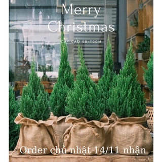 Cây sơn tùng trang trí Noel kèm túi bố như hình