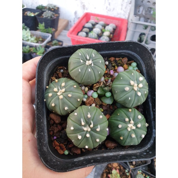 Chậu 5 cây Aster Nudum (chậu 10 cm, mỗi cây 3cm)