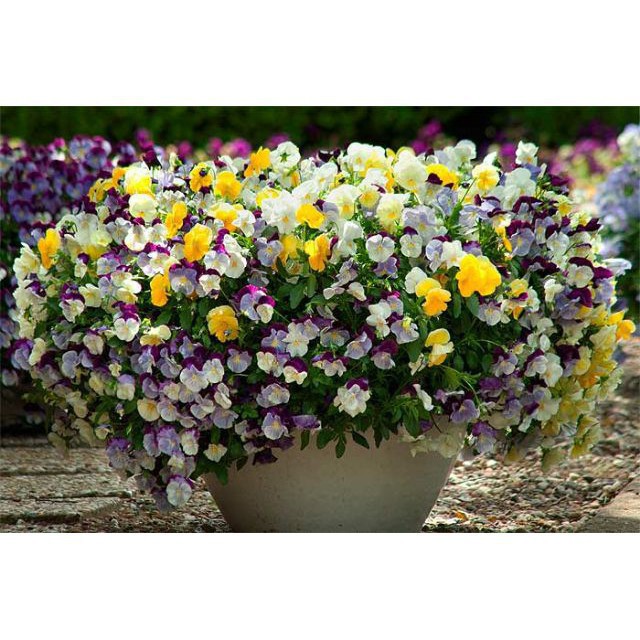 100 hạt giống hoa pansy mix màu