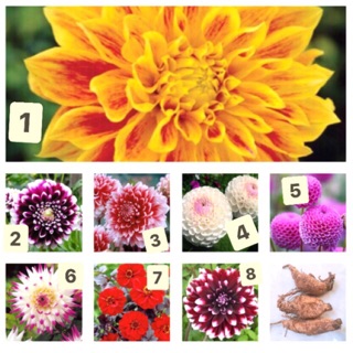 Củ giống hoa thược dược 30K/củ, 270K/10 củ (7 màu)