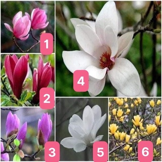 Cây Mộc Lan Giống(1 bầu)
