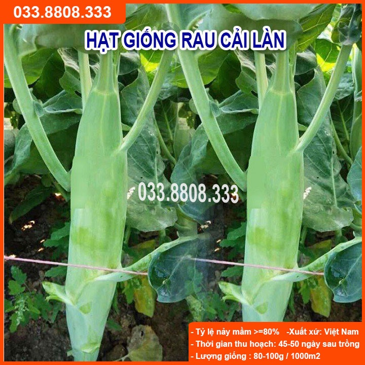 Hạt Giống Rau Cải Làn -Trồng Rau Tại Nhà