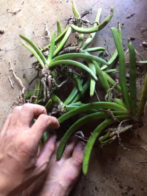 Hoa lan đuôi sóc hàng rừng