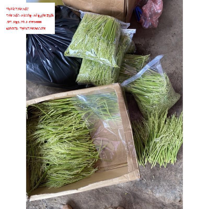1kg Đòng đòng lúa nếp