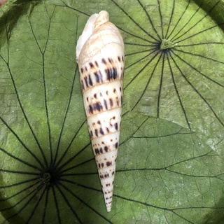 Vỏ ốc măng cỡ lớn 12cm-14cm