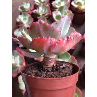 Sen đá Bắp Cải San Hô (10-12cm)