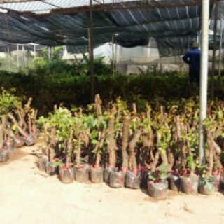 Cây Nho ninh thuận