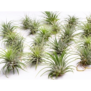 Cây không khí thạch thảo ( Tillandsia ionantha)