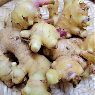 Chậu giống củ gừng cay, thơm đang sẵn củ dùng làm gia vị- Trang trí sân vườn-Cây hoa kiểng Đồng Tháp