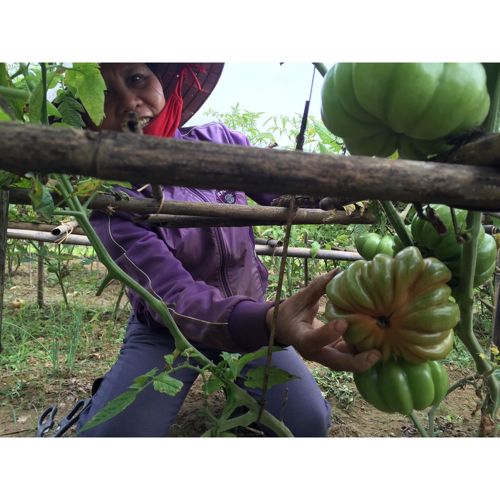 Hạt cà chua múi Nghệ An nảy mầm 100%