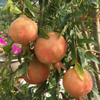 Cây 🌲 Lựu thái đỏ....... đang trái