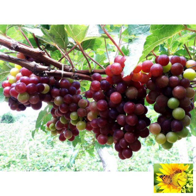 Gói 10 Hạt giống Nho pháp