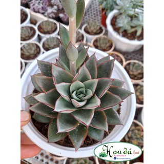 Sen đá hoa hồng đen (size to)