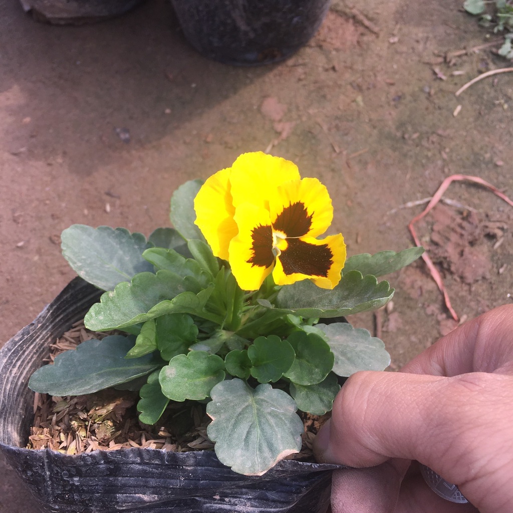 Cây Hoa Pansy Trồng Sẵn Bầu Đen,Màu Sắc Bắt Mắt