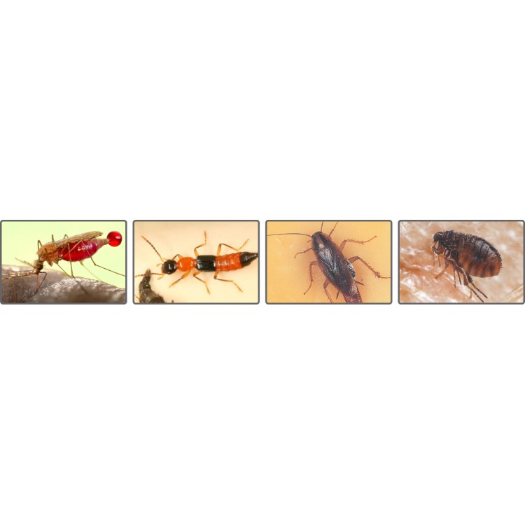 5 gói thuốc diệt muỗi, gián, kiến, ruồi, bọ chét, kiến ba khoang Fendona 10SC (5ml)