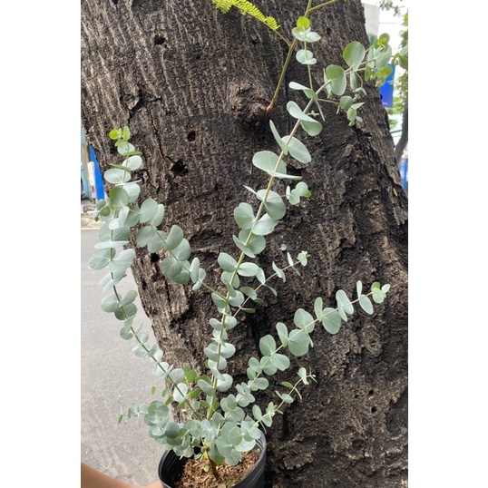 Cây Khuynh Diệp - Bạch Đàn - Dollar Silver, Cây Đôla bạc