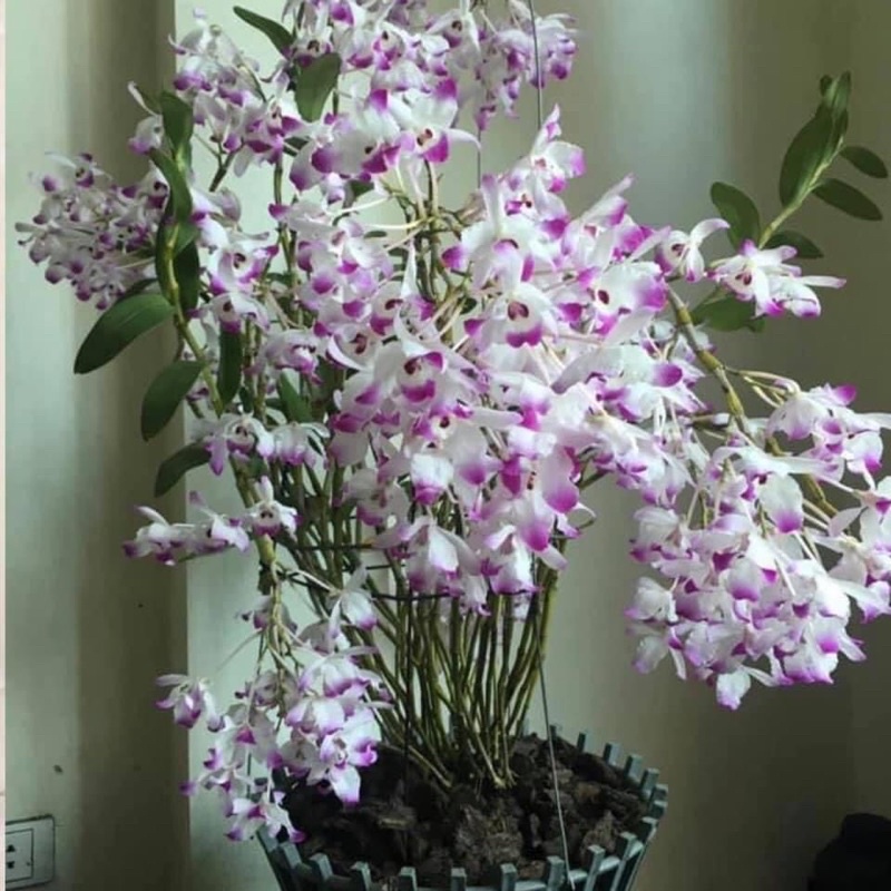 🍀HÀNG ĐẸP🍀Hoa Lan đùi gà Tây Bắc hàng chuẩn bóc rừng