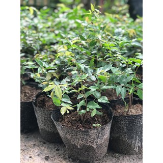 Nho thân gỗ tứ quý