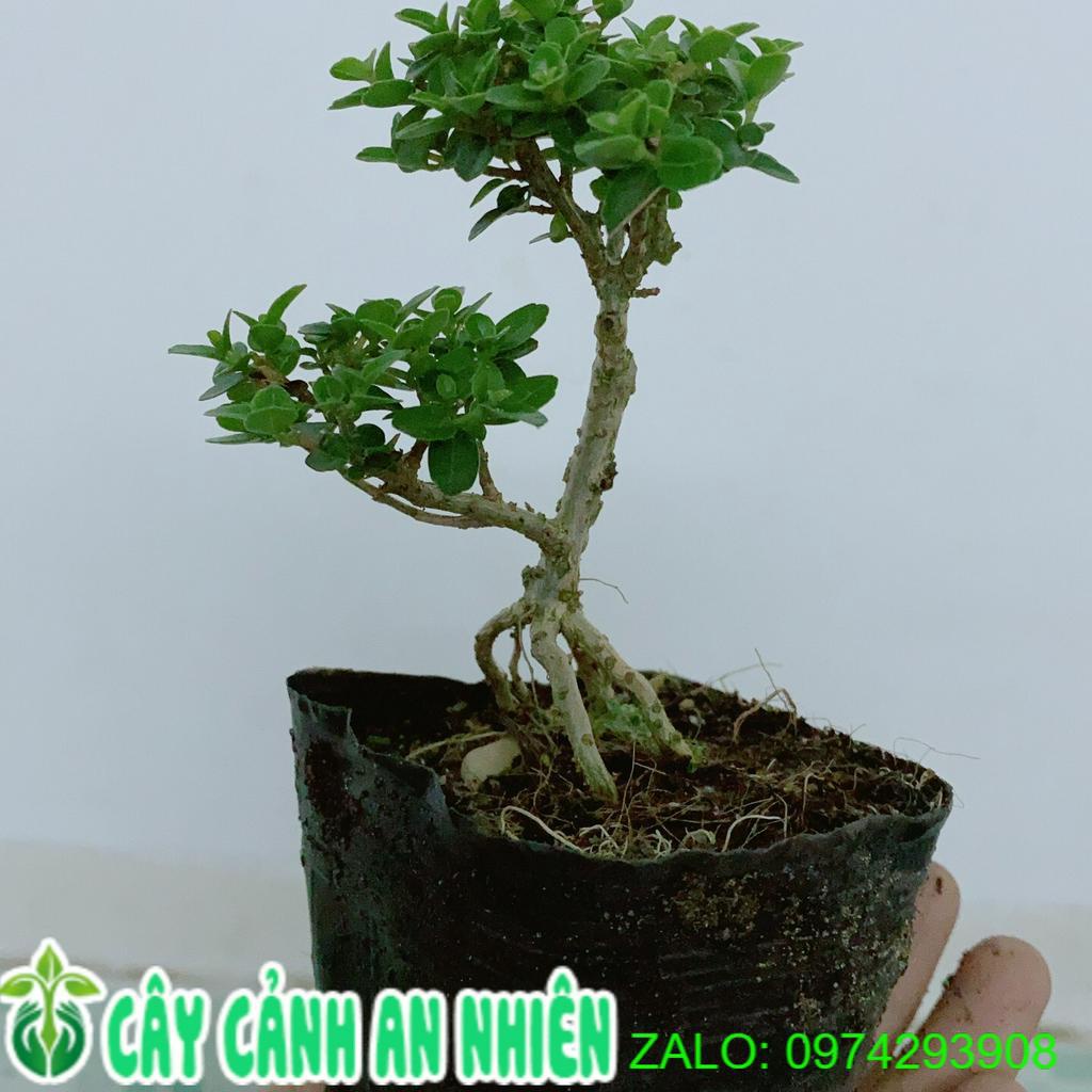 Cây Sam Hương Bonsai Mini