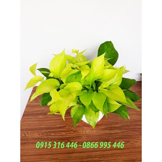 TRẦU BÀ THÁI VÀNG