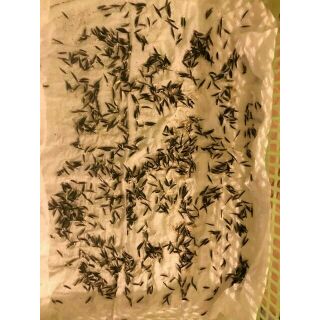 200 hạt hoa sao nhái mix