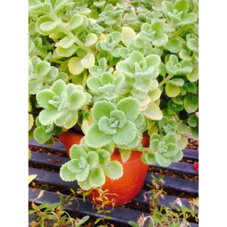 Chậu cây Nhất Mạt Hương - Sen Đá Lá Thơm mùi bạc hà - Plectranthus hadiensis var tomentosa