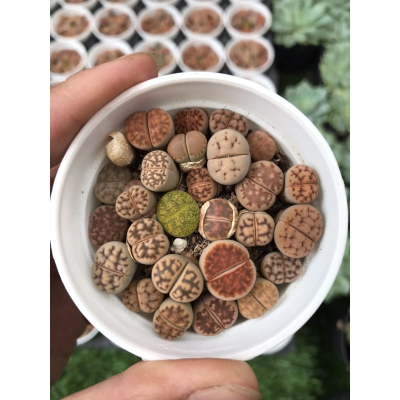 Sen đá lithops-Sen mông- sen thạch lan