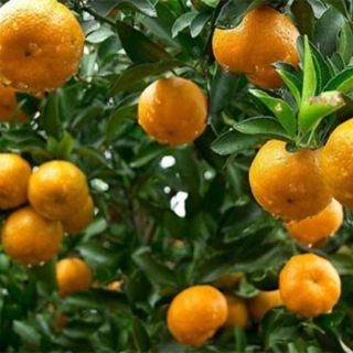 CÂY GIỐNG QUÝT THÁI KHÔNG HẠT