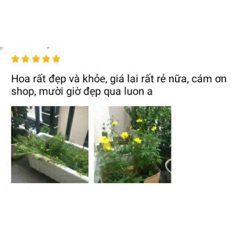 (Quận 8 - Hỏa tốc) Chậu HOA SAO NHÁI, đang hoa.