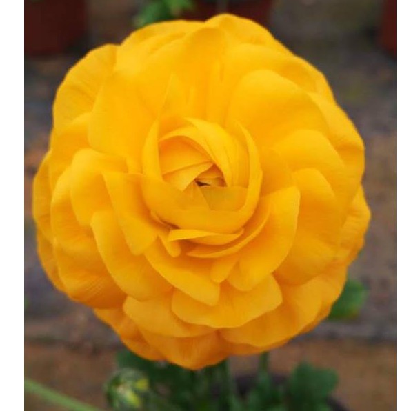 Combo 3 củ hoa hồng mao lương - 3 viên nén kích thích ươm củ