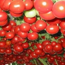 Hạt giống Cà chua bạch tuộc leo giàn 10 hạt -TẶNG kèm viên nén ươm hạt