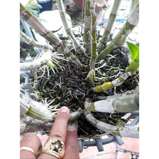 Phân trùn quế dạng viên