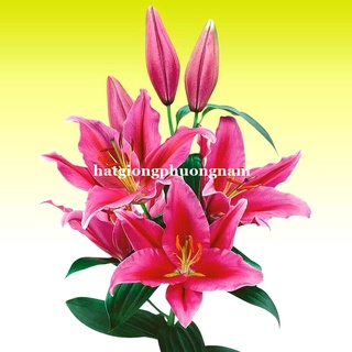 Combo củ hoa ly cao thơm chuẩn hà lan size lớn