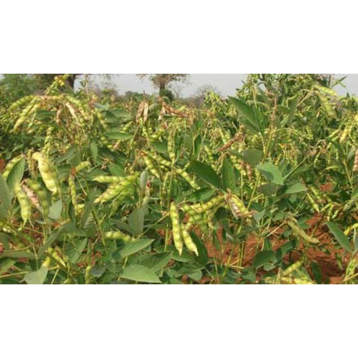 500 gram hạt đậu săng