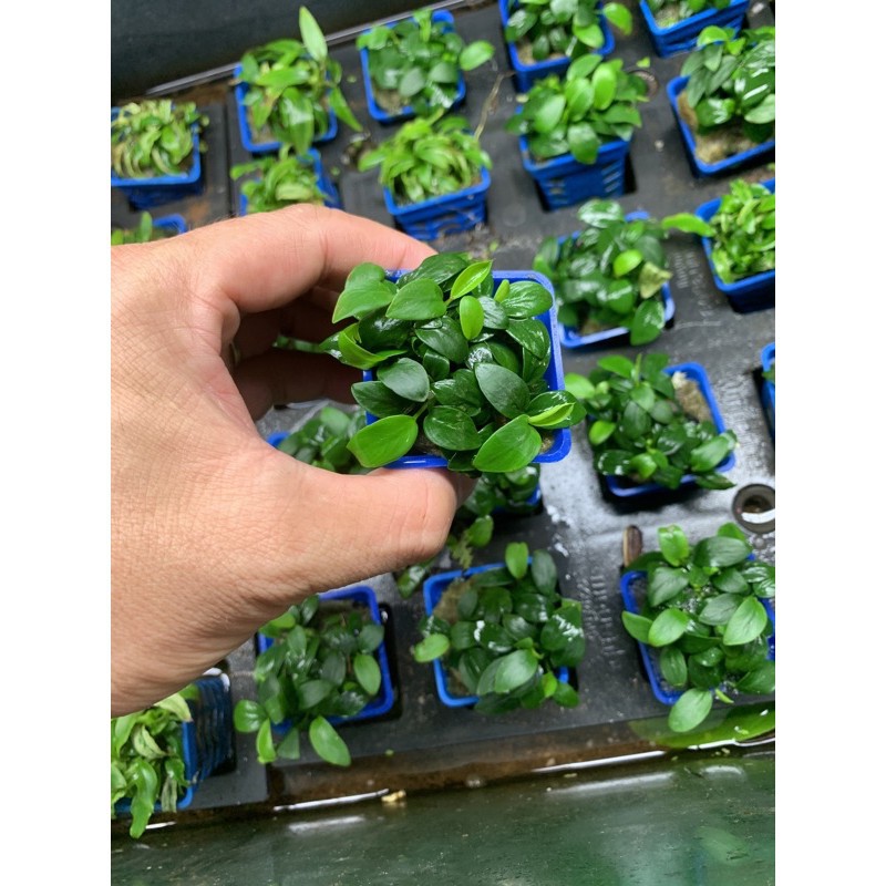 Ráy Nana Tàu Cây Thủy Sinh Gắn Đá Lũa Không Cần CO2