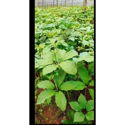 cây giống thất diệp