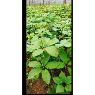 Cây giống thất diệp