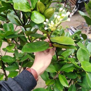 Siêu phẩm cherry đang ra hoa