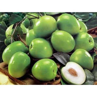 Táo Thái siêu trái...(ko có gai)