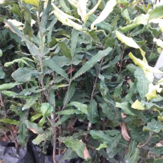Cây mắc ca giống