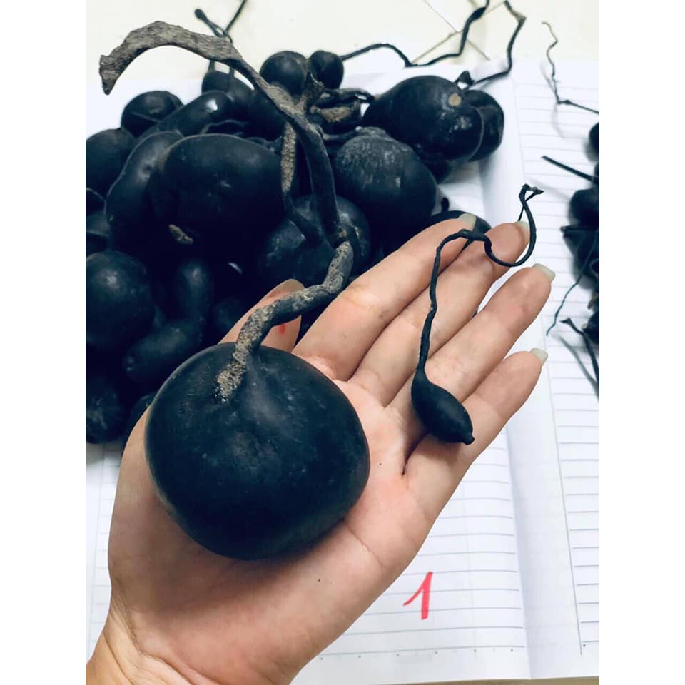 1kg Sâm ô linh tươi