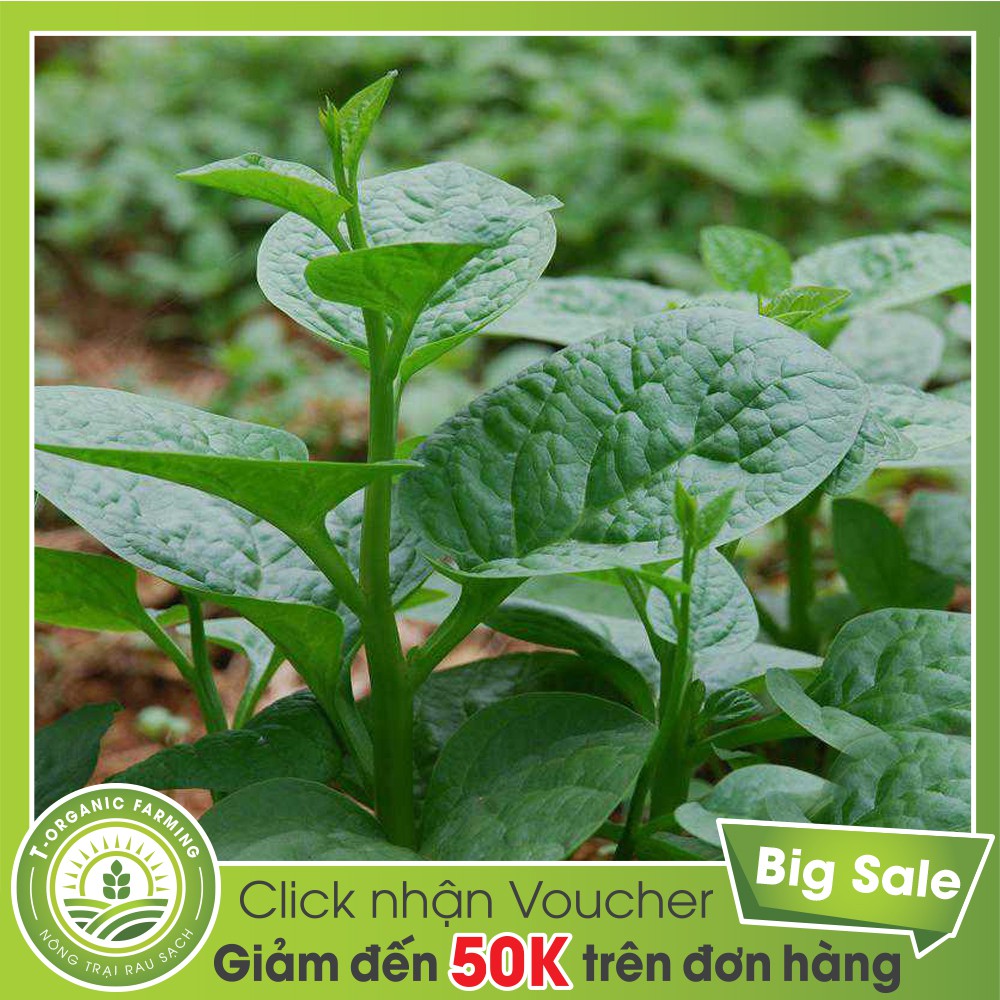 Hạt Giống Rau Mồng Tơi (Gói 20g, 50g)