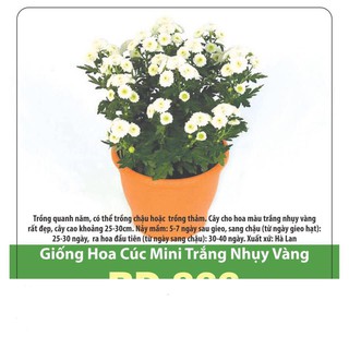 Hạt Giống Cúc Mini Trắng Nhụy Vàng