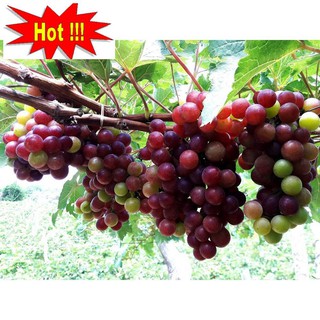 Hạt giống Nho pháp (10 hạt)