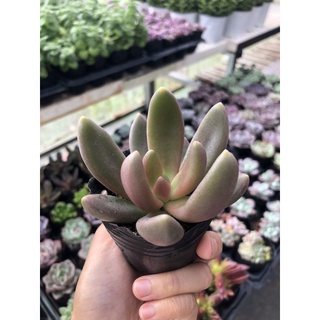 Sen đá nanh heo size bầu 5cm hư 1 đổi 1