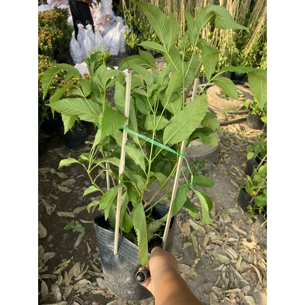 Cây huỳnh liên chuông vàng hoa quanh năm