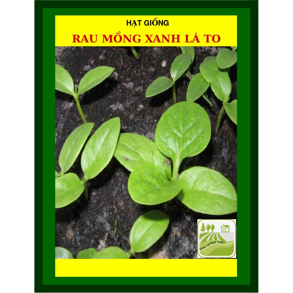 50 Gram - Hạt Mồng Tơi Lá Xanh Trang Nông