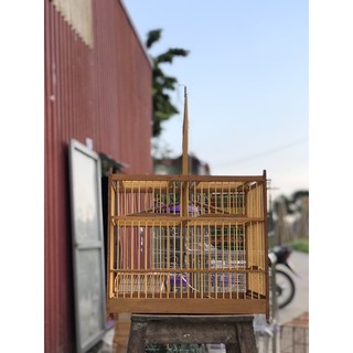 Bẫy chào mào huế lồng chim giá rẻ hàng đẹp