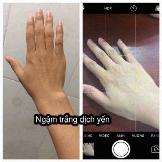 NGẬM TRẮNG DỊCH YẾN TƯƠI