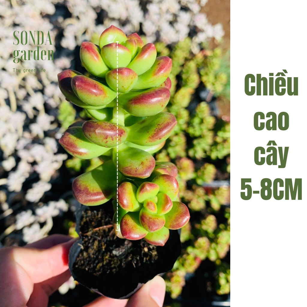 Sen đá chilli cheese full nắng mưa SONDA GARDEN size bé 5-8cm, xuất xứ Đà Lạt, khoẻ đẹp, lỗi 1 đổi 1